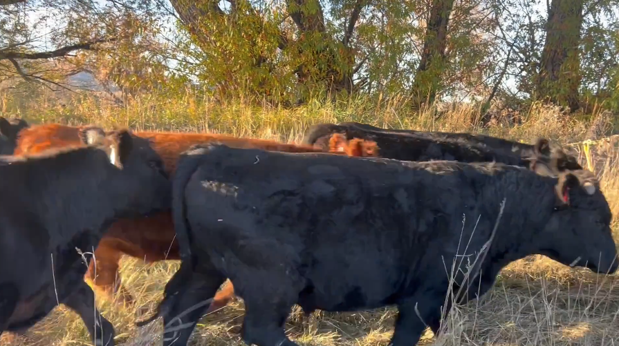 Won’t find a better price – later calving heifers!- BH1110A5